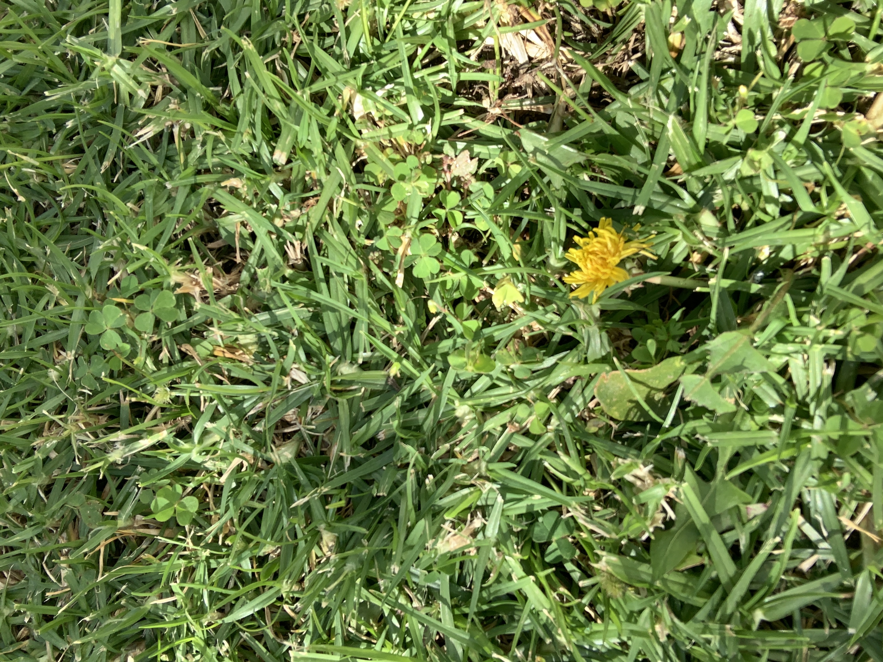 Small dandelion flower in the grass with leaves